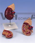 Kidney with Adrenal Gland Model, 2 part